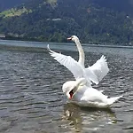 Apartment & Golf Zell Am *
